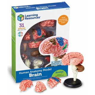Конструктор "Анатомия человека. Мозг" (31 элемент)