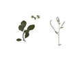 Гербарий Медоносные растения